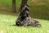 CANE CORSO 943